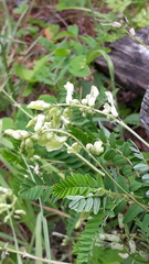 Astragalus propinquus
