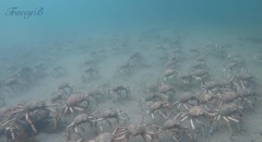 Leptomithrax gaimardii