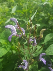 Brillantaisia lamium