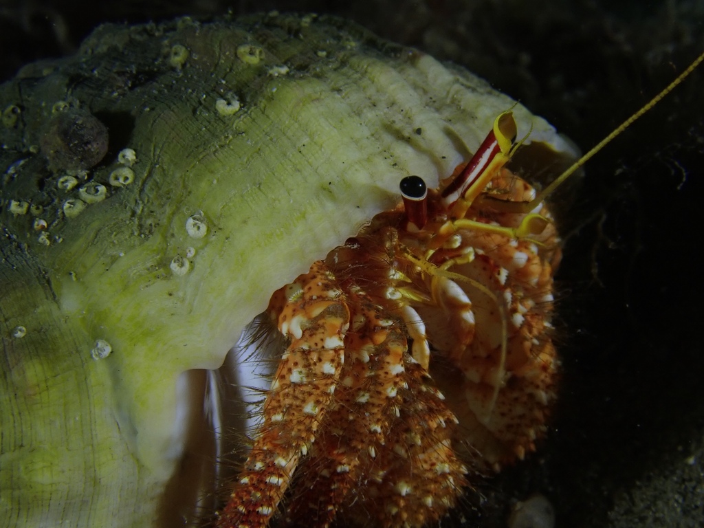 Strigopagurus elongatus