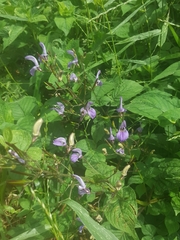 Brillantaisia lamium