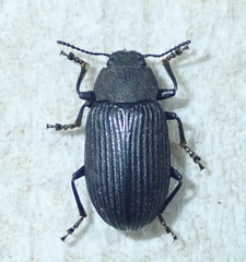 Heterotarsus carinula