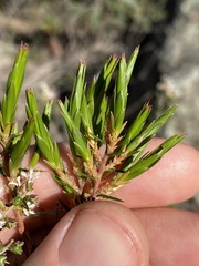 Acrothamnus melaleucoides