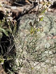 Acrothamnus melaleucoides