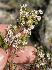 Acrothamnus melaleucoides