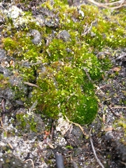 Campylopus flexuosus