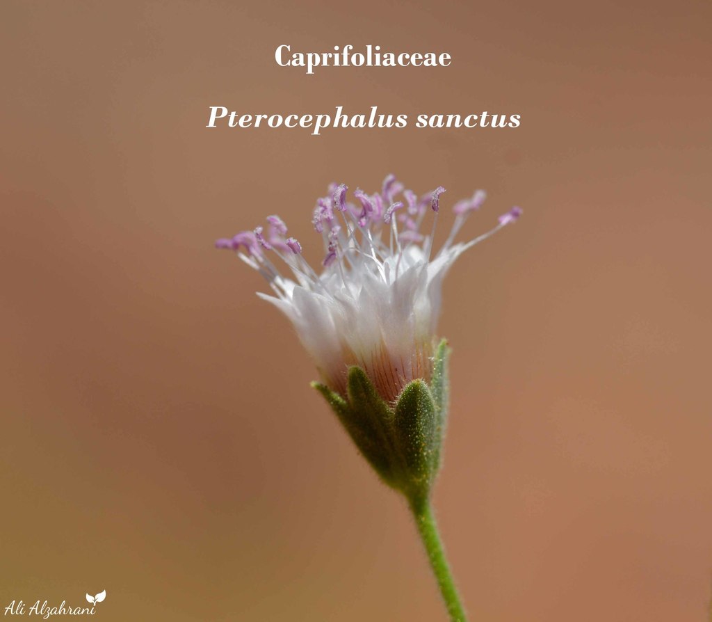 Pterocephalus sanctus
