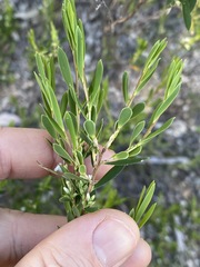 Styphelia mutica