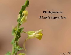 Kickxia aegyptiaca
