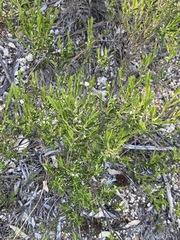 Styphelia mutica