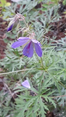 Geranium transbaicalicum