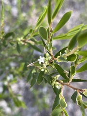 Styphelia mutica