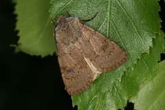 Agrotis cinerea