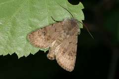 Agrotis cinerea