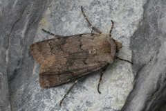 Agrotis cinerea