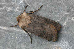 Agrotis cinerea