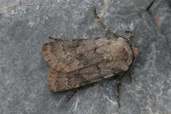 Agrotis cinerea