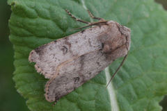 Agrotis cinerea