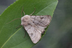 Agrotis cinerea