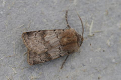 Agrotis cinerea