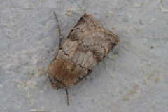 Agrotis cinerea