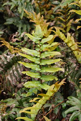 Blechnum wattsii
