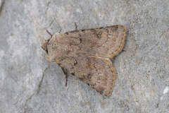 Agrotis cinerea