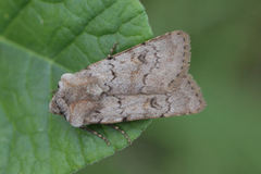 Agrotis cinerea