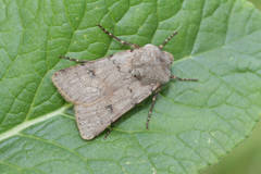 Agrotis cinerea