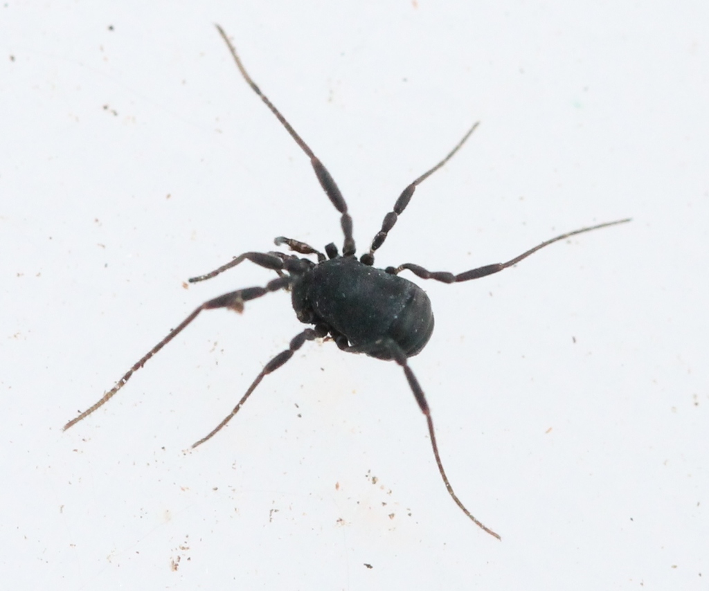 Nemastoma dentigerum, photo 1 of 10