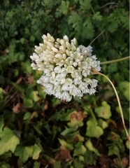 Allium pallens