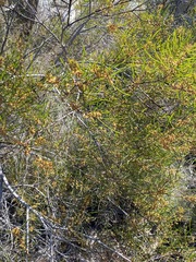 Acacia adunca