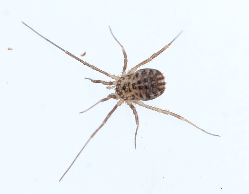 Homalenotus quadridentatus