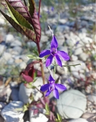 Delphinium consolida