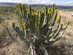 Euphorbia