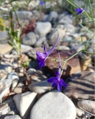 Delphinium consolida