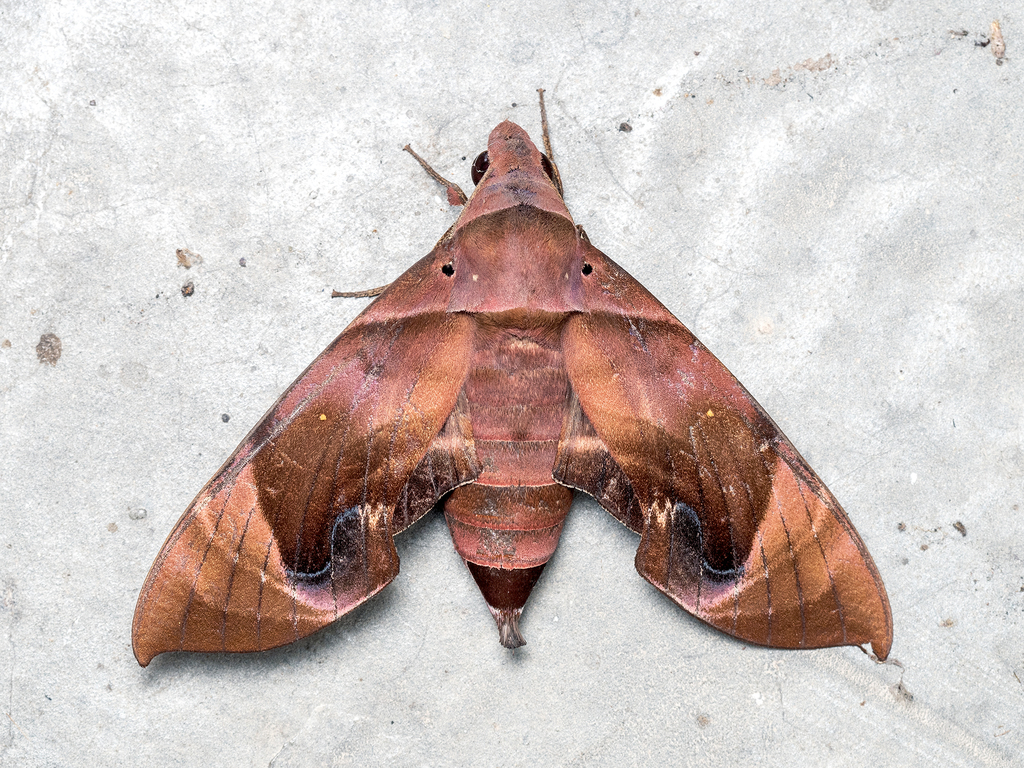 Eurypteryx bhaga