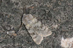 Agrotis simplonia