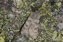 Agrotis simplonia