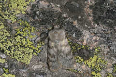 Agrotis simplonia