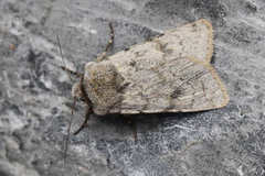 Agrotis simplonia