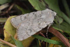 Agrotis simplonia
