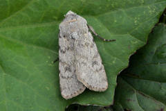 Agrotis simplonia