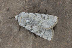 Agrotis simplonia
