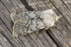 Agrotis simplonia