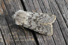 Agrotis simplonia