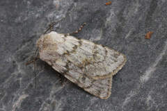 Agrotis simplonia