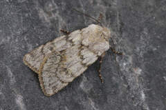 Agrotis simplonia