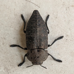 Capnodis tenebricosa