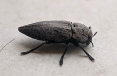 Capnodis tenebricosa